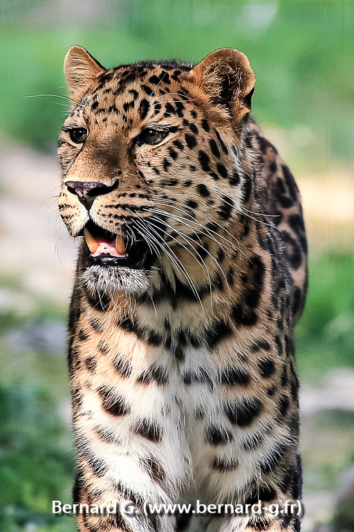 Superbe léopard