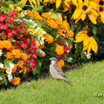 flowers and bird