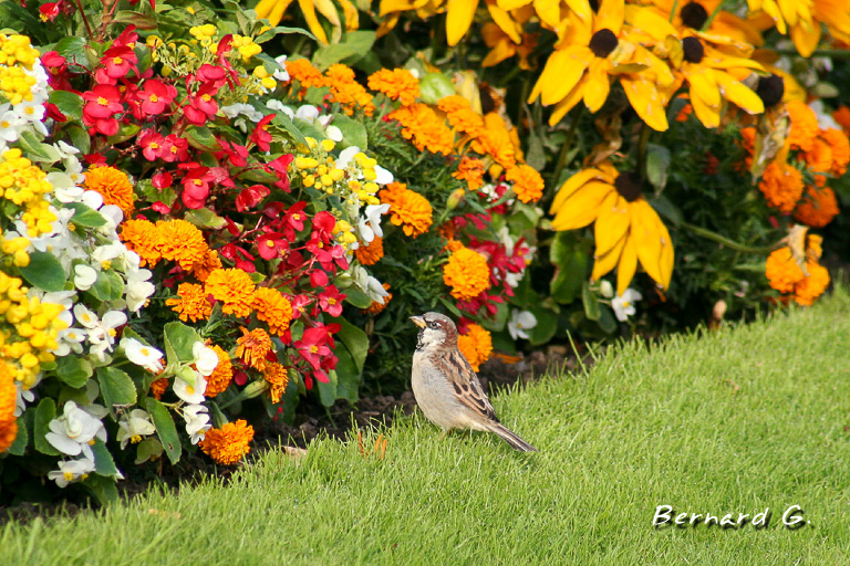 Flowers and bird