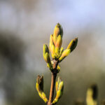 Les bourgeons sont sortis, le printemps arrive