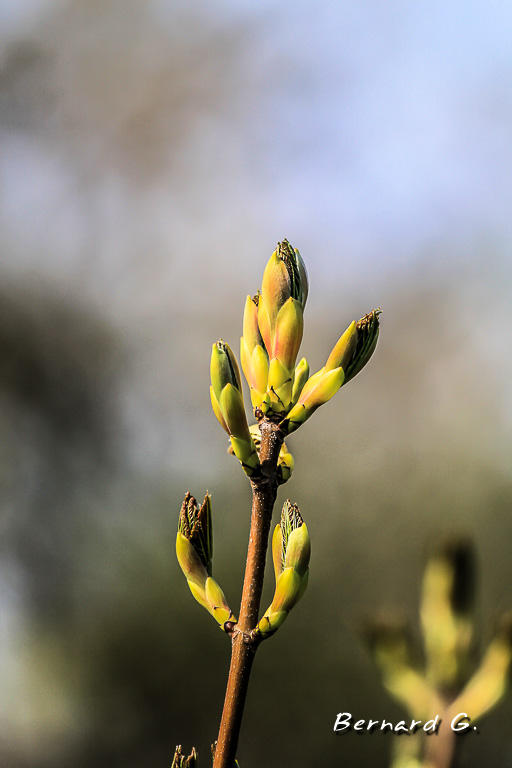 bourgeons de printemps