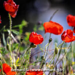 champ de coquelicots