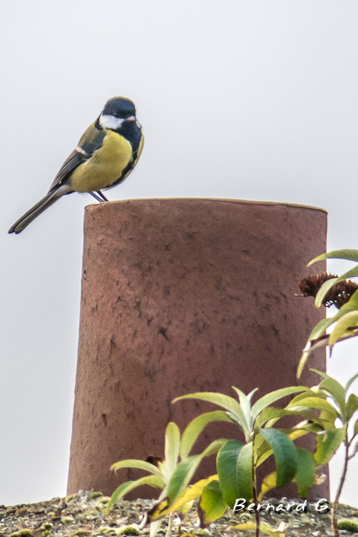 mésange charbonnière