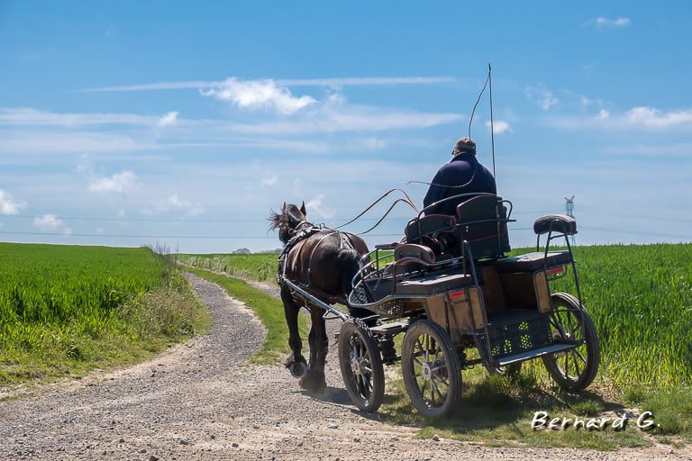 balade en carriole