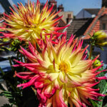 De superbes fleurs de Dahlia