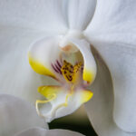 orchidée blanche en mode macro