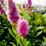 la spiraea billardii