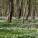 Sous bois en fleurs