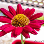 marguerite rouge: une fleur plutôt rare