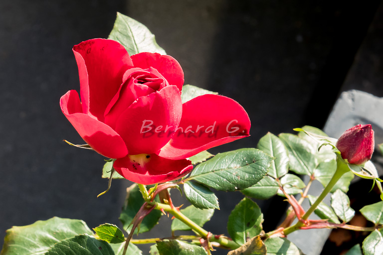 Première rose rouge hivernale