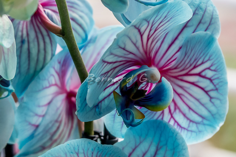 orchidée traitée au bleu de méthylène