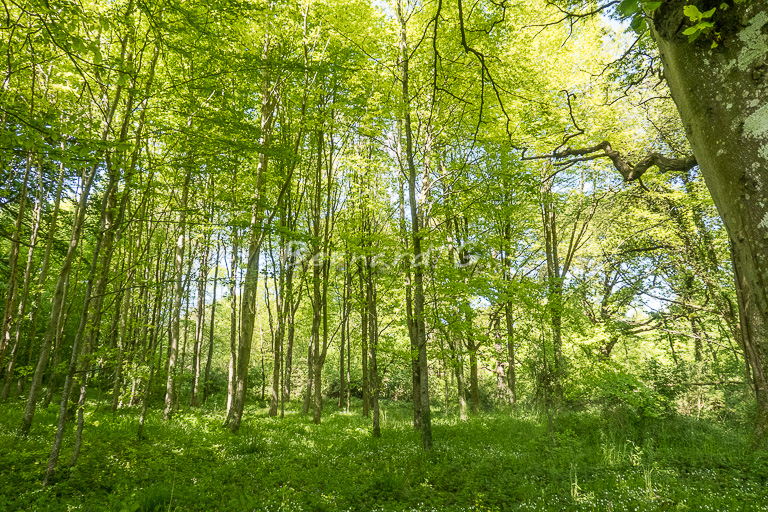 Balade en forêt – Bernard G.