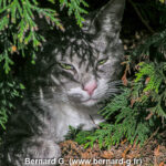 Chat faisant la sieste à l'ombre