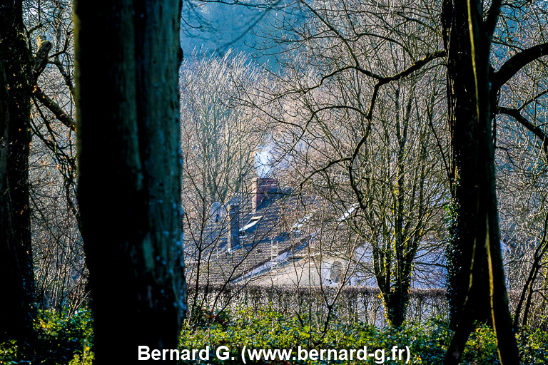 la forêt en automne