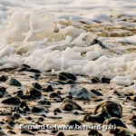 Des vagues figées d'écume de mer