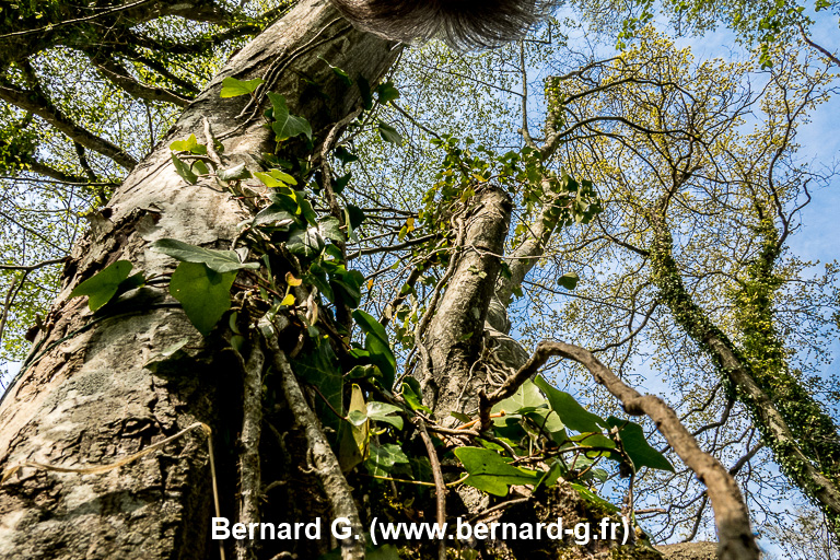 vieil arbre