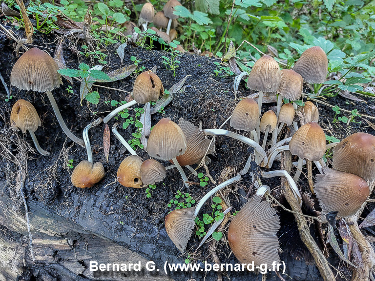 champignons des bois